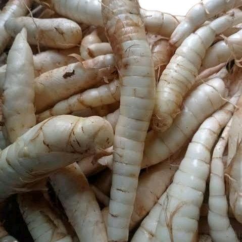 Umbi Garut Segar 1Kg/Umbi Garut Herbal Lambung/Umbi Garut Asli /Umbi Jengkirut Makanan