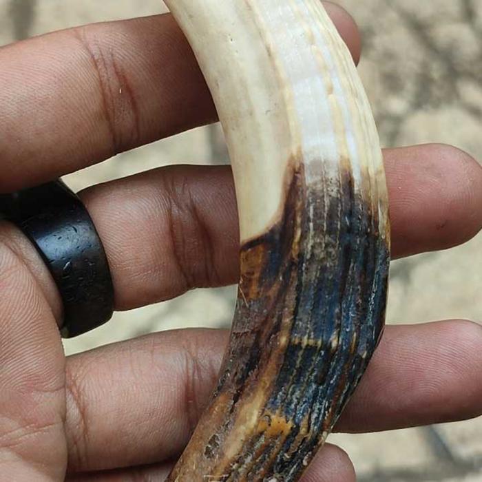 CA LING BABI/TARING BABI HUTAN ASLI