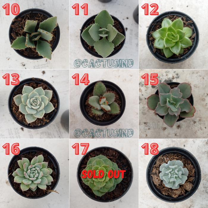 Kaktus sukulen mini bebas pilih