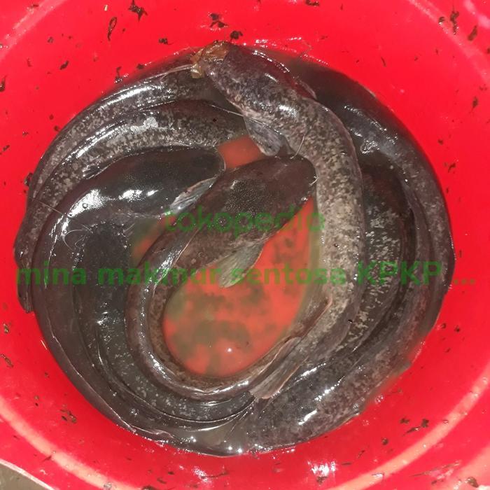 paket indukan ikan lele sangkuriang isi 4 ekor bobot /ekor 1-1, 5kg
