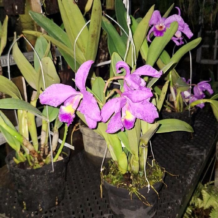 Anggrek Cattleya Blue Bonnet Kondisi Spike Siap Mekar