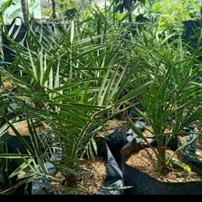 bibit tanaman kurma arab unggul SSSS
