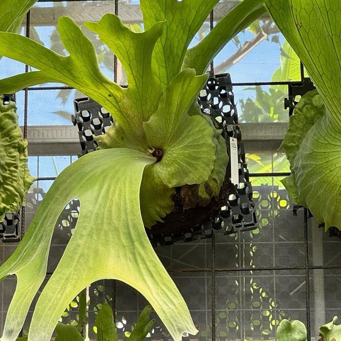 platycerium grande