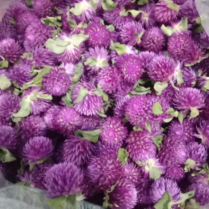 Globe Amaranth 1kg/bunga kancing/bunga kenop/udel udelan/teh