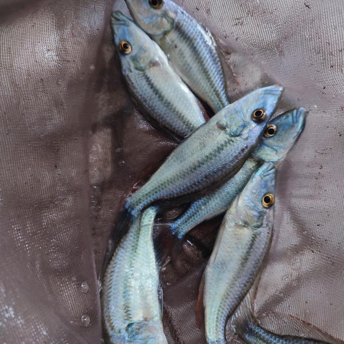 DISKON cichlid jendral eyebiter