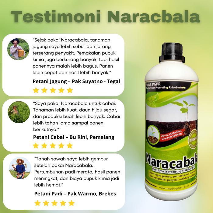 Merayakansenja Pupuk Organik Pgpr Narcabala Tanaman Organik Pupuk Cair Pupuk Organik Cair Hayati Poc