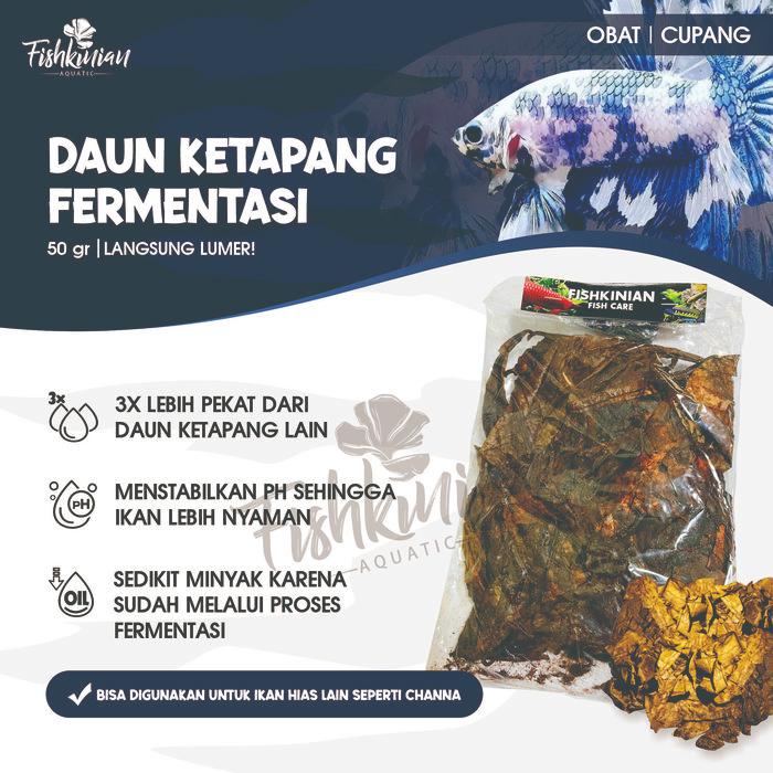 KETAPANG LAUT OLAHAN FERMENTASI - Ketapang Laut