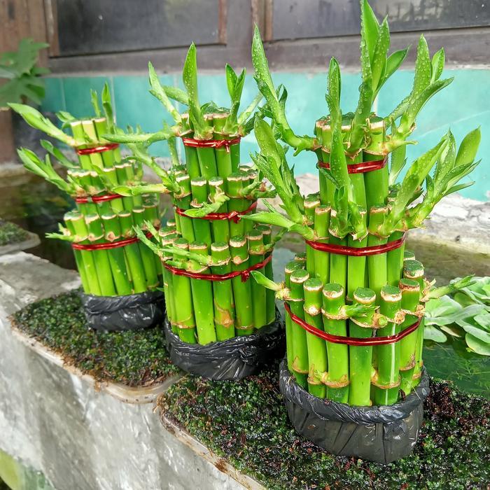 Bambu Hoki, Dekorasi, Hiasan Meja, Bisa Di Air Terlaris