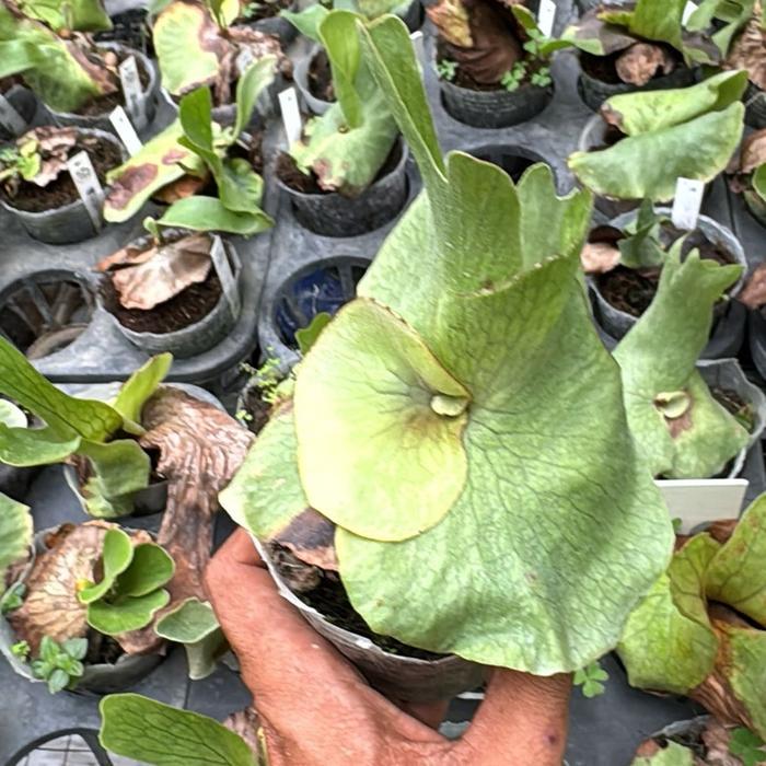platycerium wandae dr spora bibit bunga