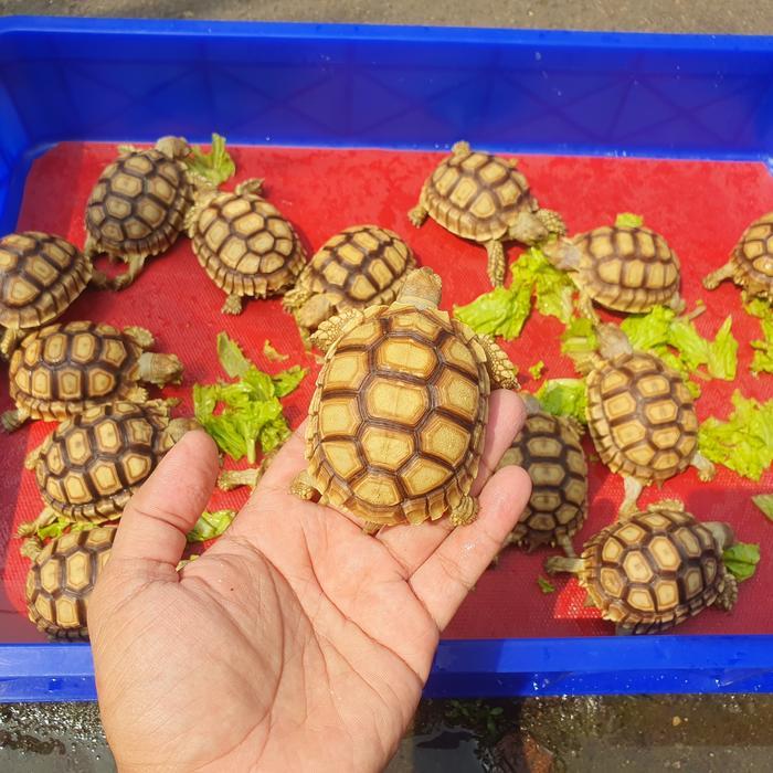Kura-kura Sulcata Size 7-8cm