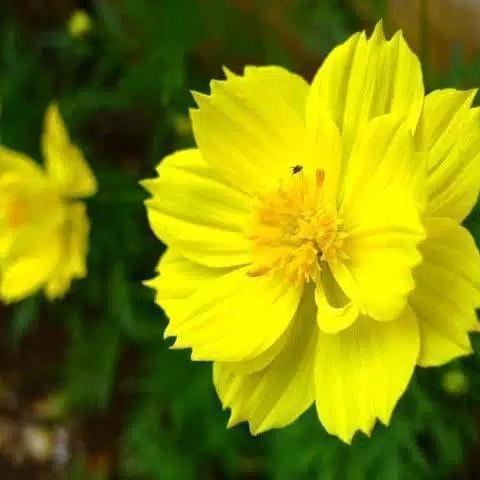 Benih Bunga Kenikir Kuning - bibit bunga