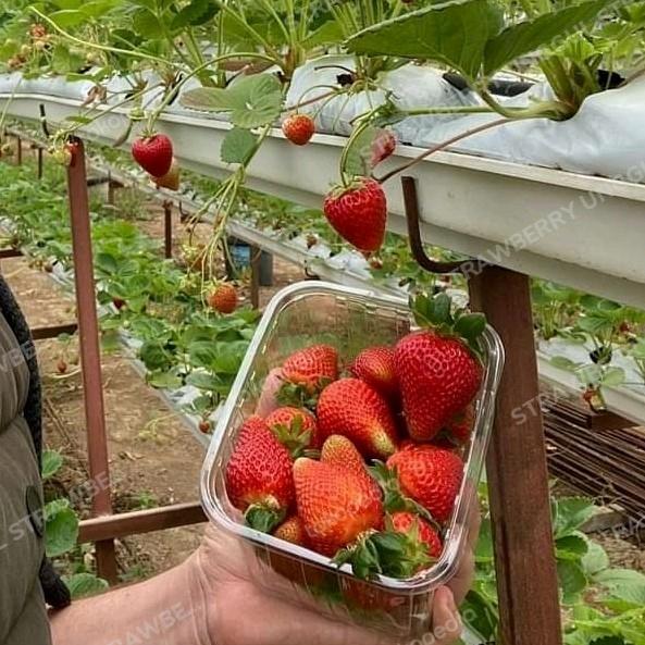 "New" bibit strawberry korea