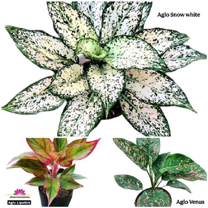 Moonieshopline 3 Paket Aglonema Snow White, Lipstik Aurora Dan Aglaonema Venus