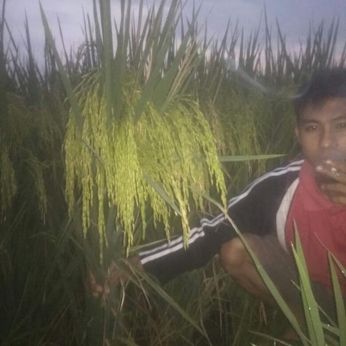 Bersama_Kitaa Benih Padi Mr 303