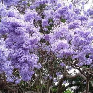 1 Benih Biji Bibit Pohon Blue Jacaranda Pretty Tree