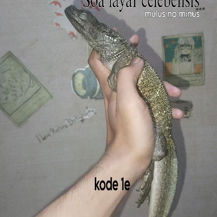 Soa Layar Reftile Lokal Hydrosaurus Celebensis Calon Indukan Sirip Layar Cerah Panjang 65cm Garansi