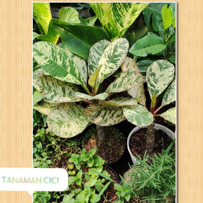 Tanaman Kamboja Bali Varigata dalam Pot, Tanaman Hias Bunga Cantik untuk Pekarangan