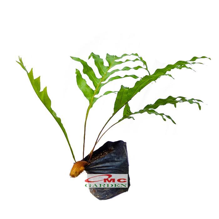 KADAKA TANDUK RUSA PAKIS PAKU BINTANG BIRU BLUE STAR FERN TANAMAN D35 TOPPSSS