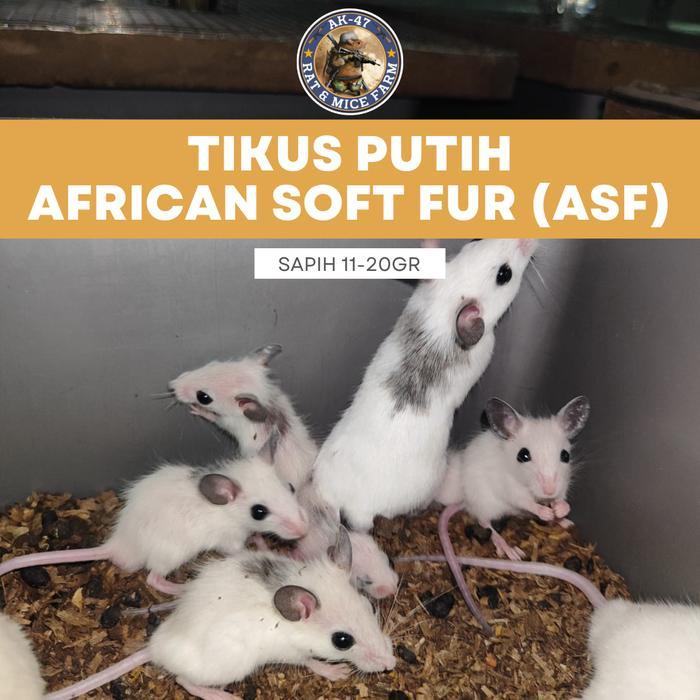 READYY Tikus ASF African Soft Fur - Pakan Hewan Reptil Ball Phyton Sapih/Hopper 11-20Gr