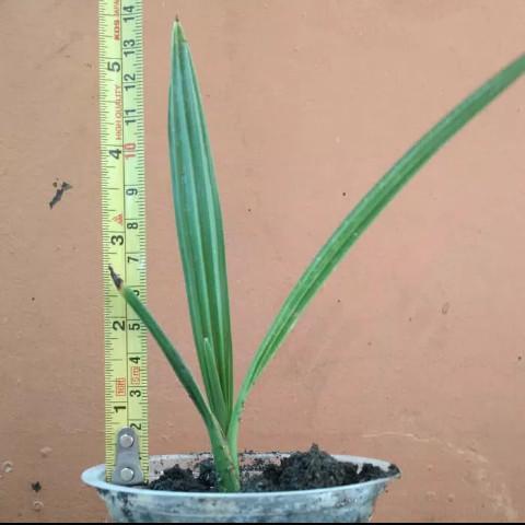 Jual bibit pohon kurma arab SSSS