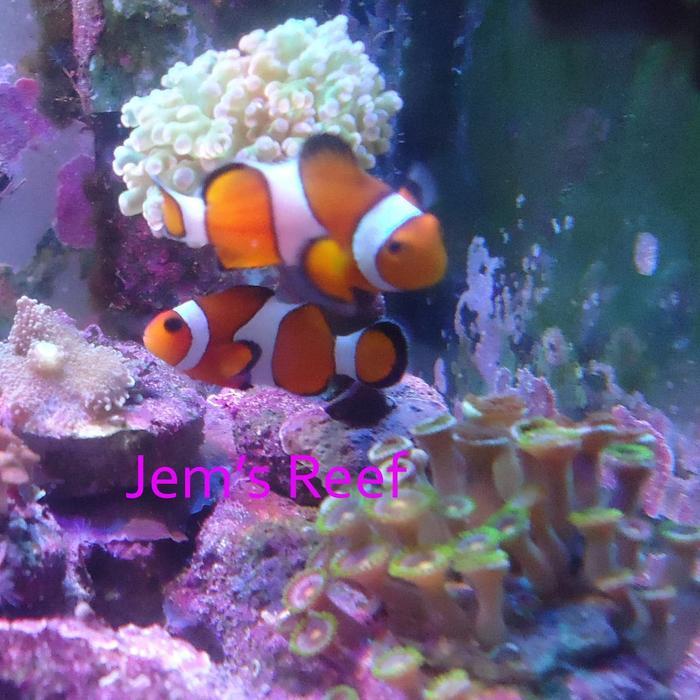 Ikan air Laut Nemo / Ikan Badut (Clownfish) S