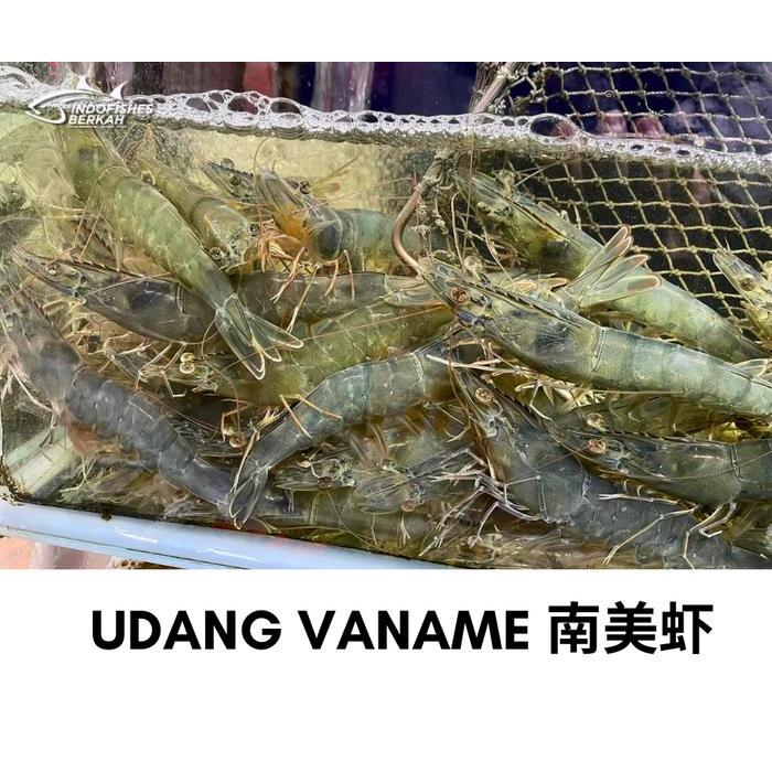 TERLARISSSS Jual Udang Vaname hidup Besar // Jual Udang Vaname Segar