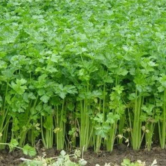 Benih Bibit Seledri Ax Seed