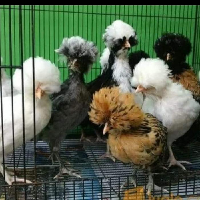 ayam jambul / poland usia 2 bulan