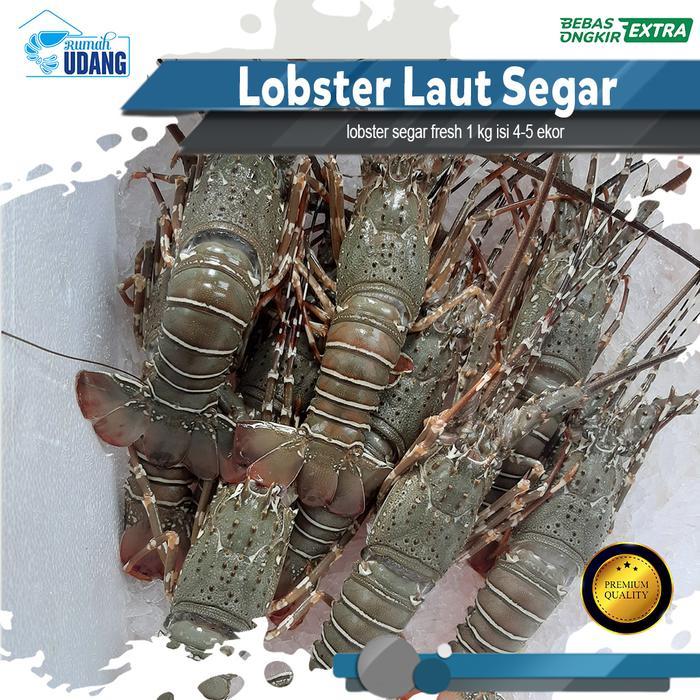LOBSTER LAUT SEGAR FRESH 4-6 EKOR / LOBSTER LAUT BESAR