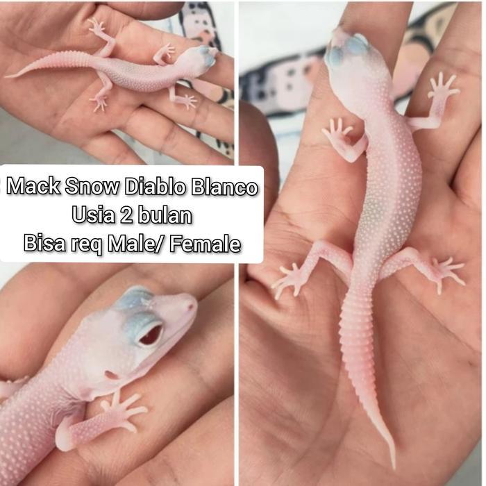 TERMURAHHH Leopard Gecko Macksnow Diablo Blanco (MSDB)
