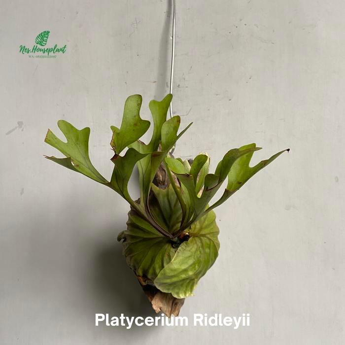 platycerium ridleyii - rawatan jogja