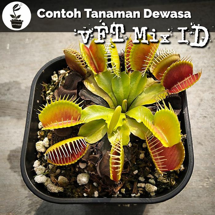 Tanaman Karnivora Venus Flytrap Vft Murah Tbk