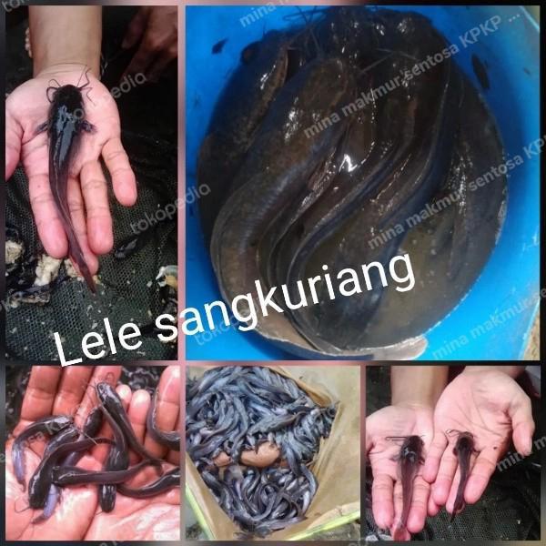 paket bibit ikan lele sangkuriang isi 50 ekor ukuran 4-15cm