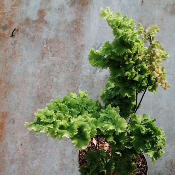 Moonieshopline Suplir Tusuk Sate / Tanaman Hias Pakis Suplir Tusuk Sate