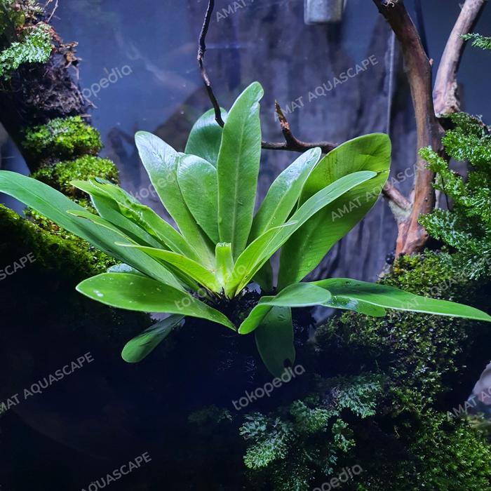 Kadaka Mini Darat Tanaman Paludarium Terrarium Vivarium