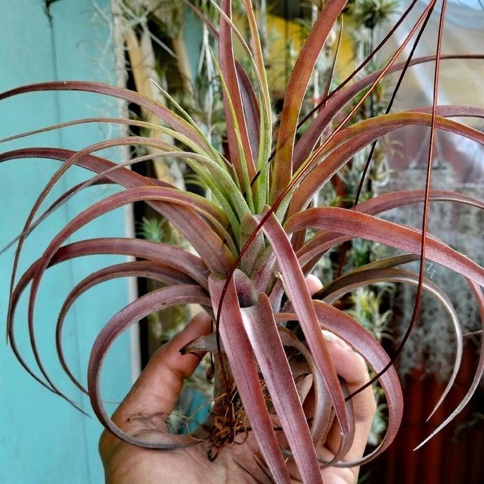 Tanaman Udara Tillandsia Love Knot Hias Dekorasi Rumah Ukuran