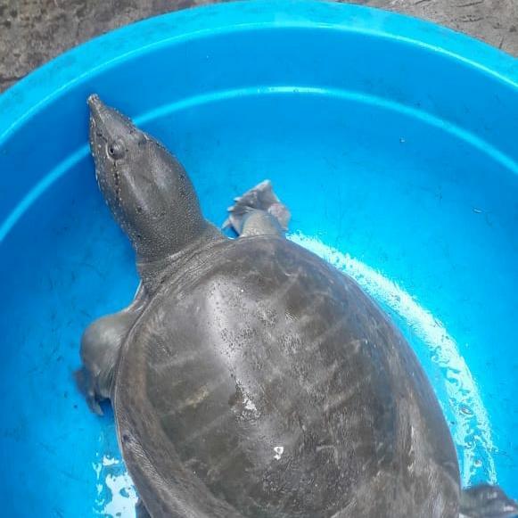 bulus/labi labi hidup 1kg