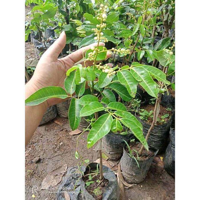 Pohon Kelengkeng Aroma Durian Bibit Super Unggul / Cepat Berbuah / Sudah Berbunga