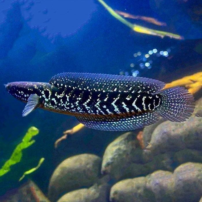 Terlaris Ikan Channa Asiatica Ws / White Spot