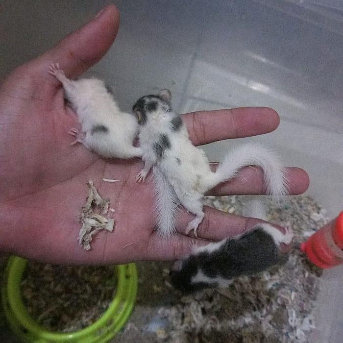 African Pigmy Dormice Tupai Mini Afrika Baby Trah Snow White