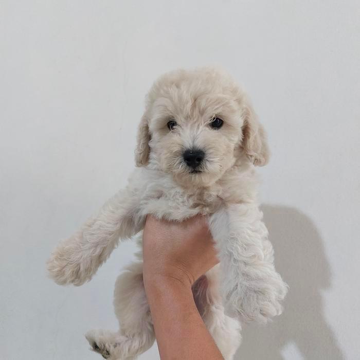Dijual anak puppy anjing poodle murah betina jantan warna fawn