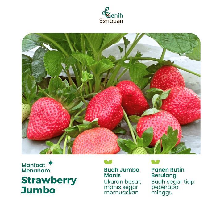 10 Benih Strawberry Jumbo Import Bibit Buah Stroberi California Unggul