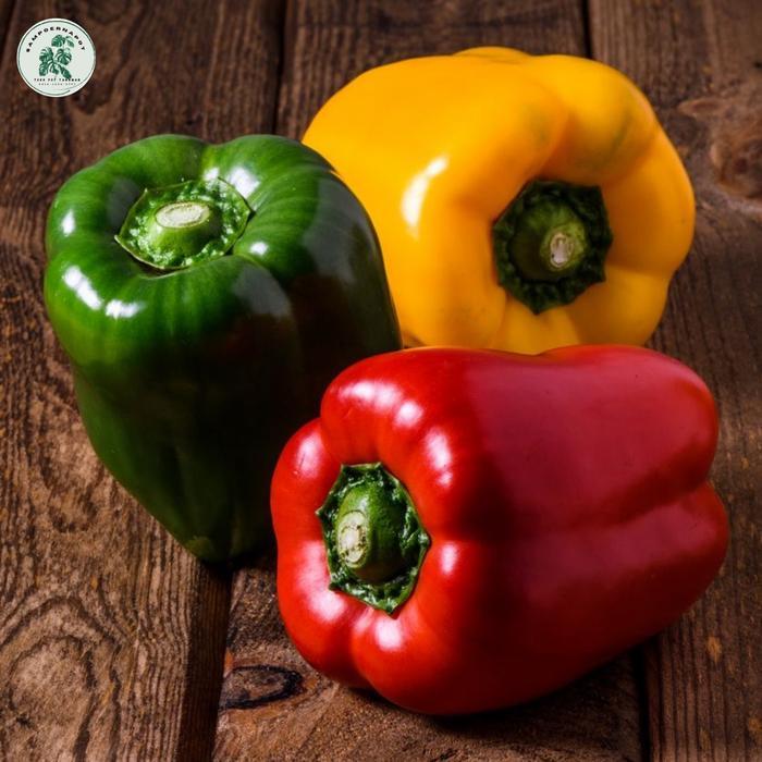 Benih Bibit Paprika F1 Kuning Golden Star Known You Seed - Kys Paprika F1 Golden Star Benih Paprika