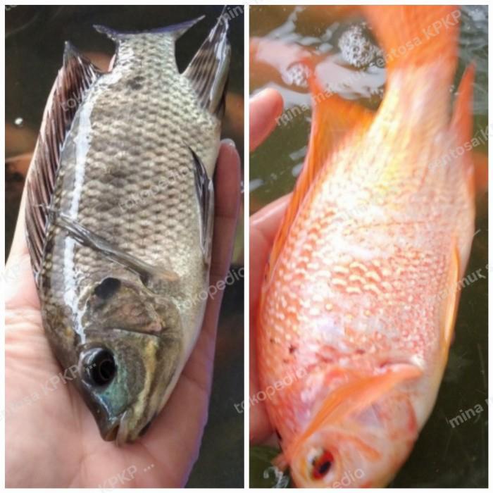 paket indukan ikan mujaer dan nila merah isi 4 ekor uk : 4-5 jari