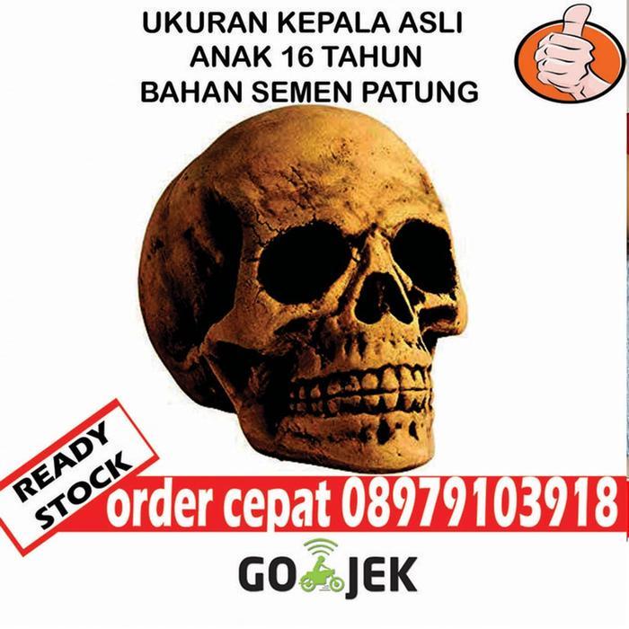 JUAL KEPALA TENGKORAK PALSU KEPALA TENGKORAK REPLIKA UKURAN ASLI