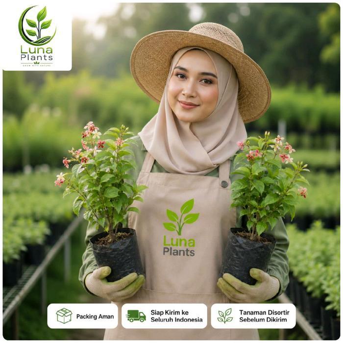bunga melati belanda - tanaman hias bunga melati belanda