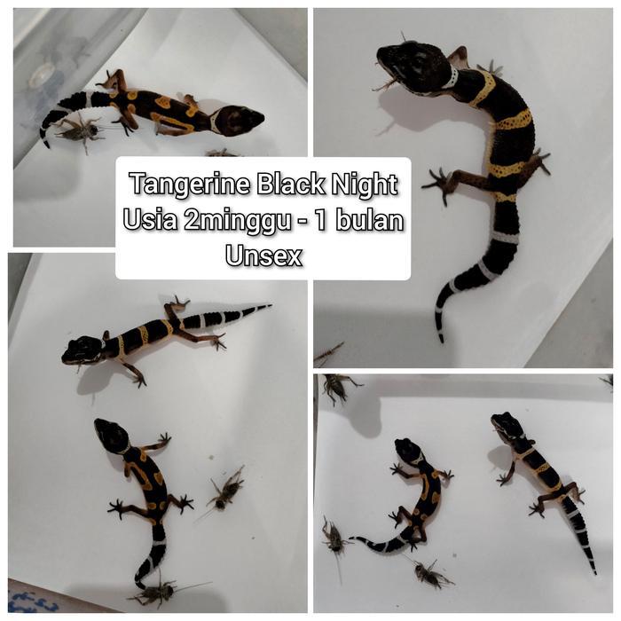 TERMURAHHH Leopard Gecko Tangerine Blacknight Hitam Baby
