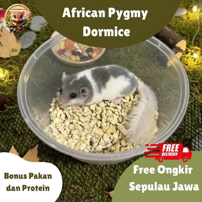 African Pygmy Dormice / Dormouse
