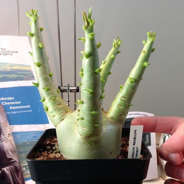 1 Biji Benih Bibit Adenium Arabicum Yaman / Yemen Mudah Tumbuh