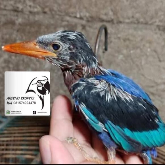 Burung Tengkek Udang Jinak untuk Free Fly atau Isian Lovebird